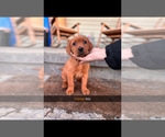 Small #2 Labrador Retriever