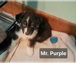 Australian Shepherd Puppy for sale in NEWTON, IA, USA