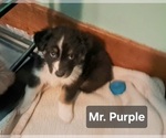 Small Australian Shepherd