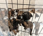 Small Photo #21 Belgian Malinois Puppy For Sale in NASHVILLE, TN, USA