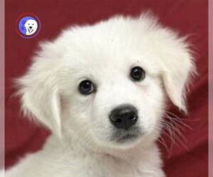 Great Pyrenees Dogs for adoption in Spring, TX, USA