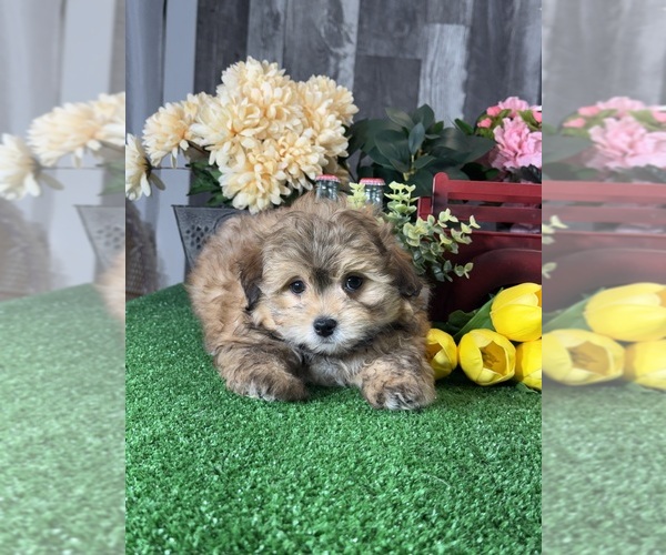 Medium Photo #7 Havanese Puppy For Sale in CANOGA, NY, USA