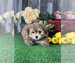 Small #6 Havanese