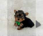 Small Photo #2 Yorkshire Terrier Puppy For Sale in BELDING, MI, USA