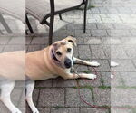 Small #5 Labrador Retriever Mix