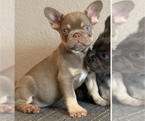 French Bulldog Puppy for sale in ATLANTA, GA, USA