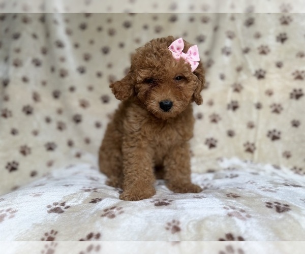Medium Photo #5 Goldendoodle (Miniature) Puppy For Sale in LAKELAND, FL, USA