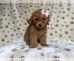 Small #4 Goldendoodle (Miniature)