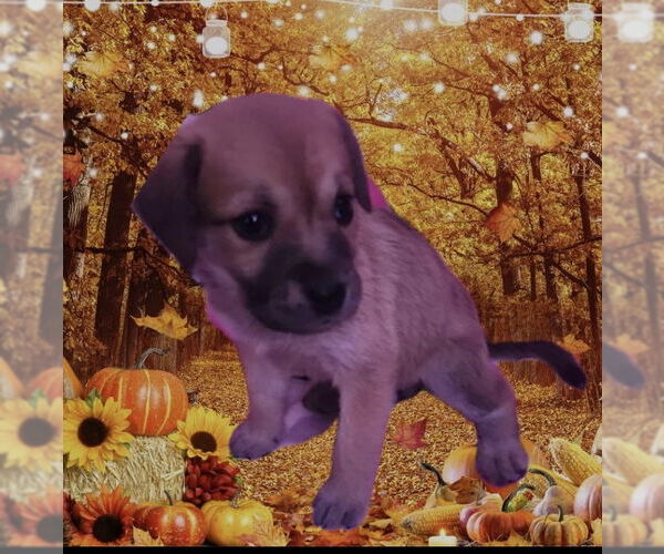 Medium Photo #1 Labrador Retriever-Unknown Mix Puppy For Sale in Jefferson, NJ, USA
