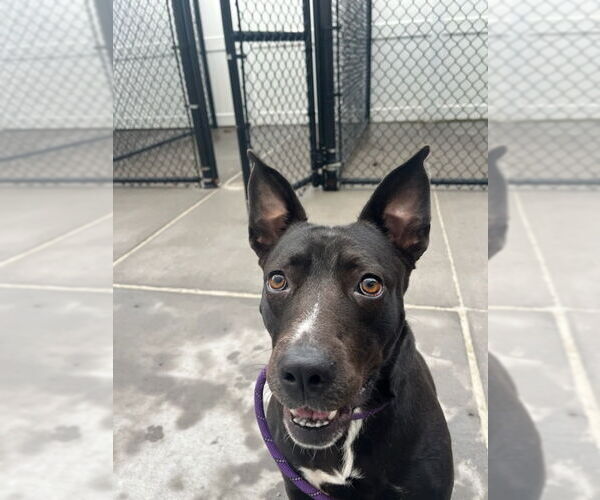 Medium Photo #6 American Pit Bull Terrier-Labrador Retriever Mix Puppy For Sale in Princeton, MN, USA
