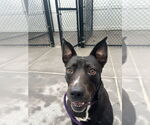 Small #5 American Pit Bull Terrier-Labrador Retriever Mix