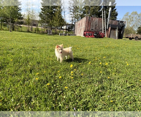Medium Photo #3 Pomimo Puppy For Sale in ATHENS, WI, USA