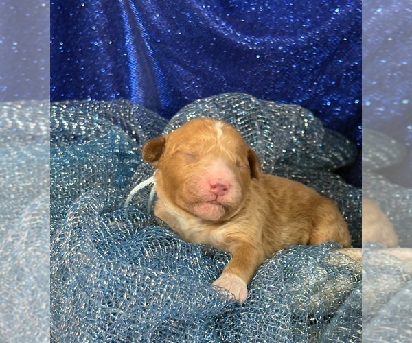 Medium Photo #4 Goldendoodle (Miniature) Puppy For Sale in SAINT MARYS, KS, USA