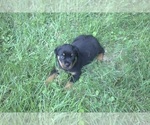 Small Photo #12 Rottweiler Puppy For Sale in MABLETON, GA, USA