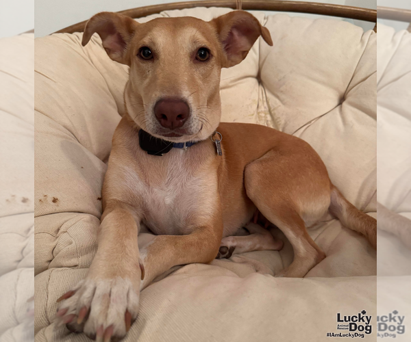 Medium Photo #9 Mutt Puppy For Sale in Washington, DC, USA