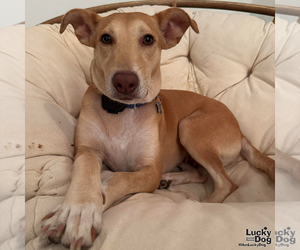 Mia - Female Mutt Dog for Adoption - Photo #9