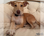 Small Photo #9 Mutt Puppy For Sale in Washington, DC, USA