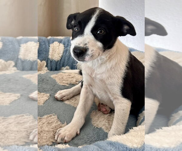 Medium Photo #1 Mutt Puppy For Sale in Dana Point, CA, USA