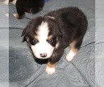 Small Photo #24 Australian Shepherd Puppy For Sale in HERNANDO, MS, USA
