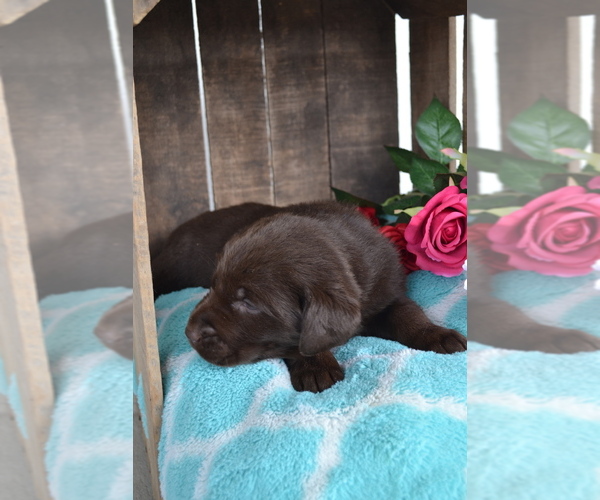 Medium Photo #2 Labrador Retriever Puppy For Sale in GREENWOOD, WI, USA