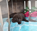 Small #1 Labrador Retriever