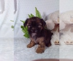 Small #5 Shorkie Tzu