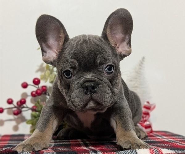 Medium Photo #38 French Bulldog Puppy For Sale in GOSHEN, IN, USA