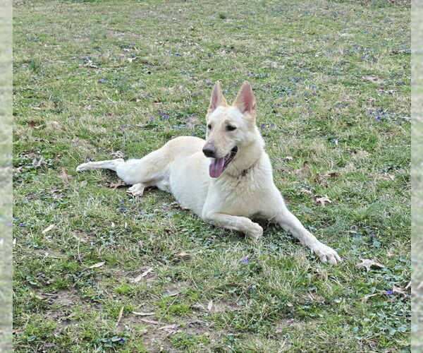 Medium Photo #2 - Mix Puppy For Sale in Winston Salem, NC, USA