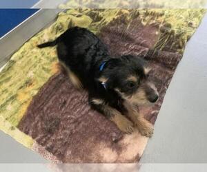 Fox Terrier (Toy)-Unknown Mix Dogs for adoption in Visalia, CA, USA