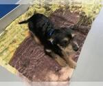 Small Fox Terrier (Toy) Mix