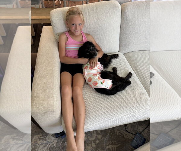 Medium Photo #2 Colonial Cocker Spaniel Puppy For Sale in Escondido, CA, USA