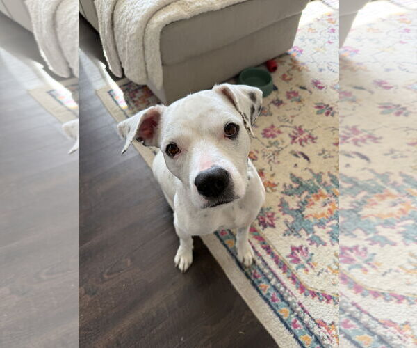Medium Photo #2 American Bulldog-Unknown Mix Puppy For Sale in St. Louis Park, MN, USA