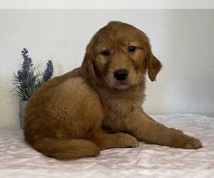 Golden Retriever Puppy for sale in FRANKLIN, IN, USA