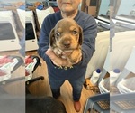 Small #1 Dachshund