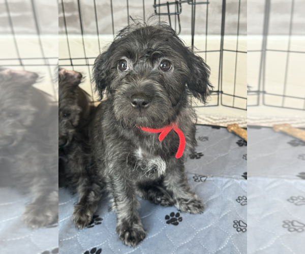 Medium Photo #7 Havanese-Unknown Mix Puppy For Sale in Newport Beach, CA, USA