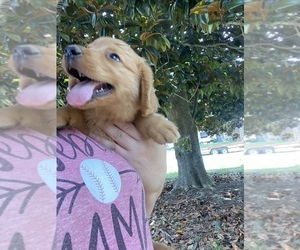 Golden Retriever Puppy for sale in ARCHDALE, NC, USA