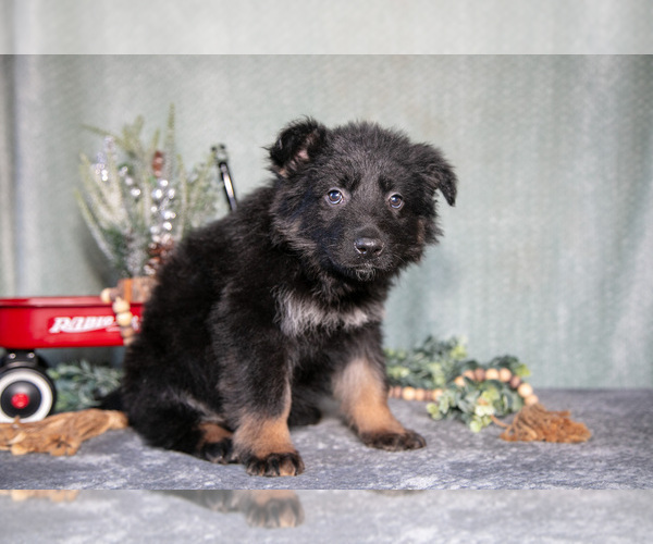 Medium Photo #2 German Shepherd Dog Puppy For Sale in NAPPANEE, IN, USA