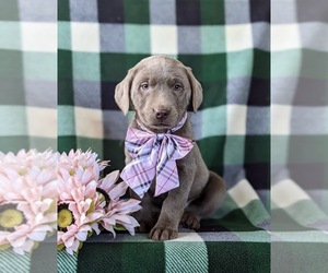 Labrador Retriever Puppy for sale in NOTTINGHAM, PA, USA