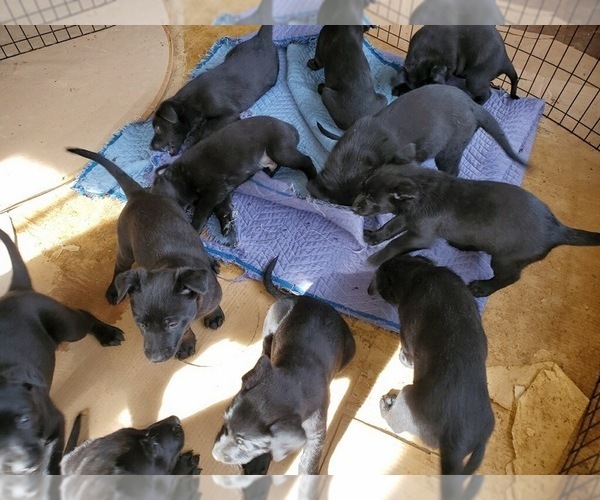 Medium Photo #53 Belgian Malinois Puppy For Sale in DENVER, CO, USA