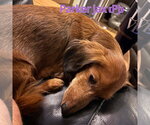 Small #2 Dachshund