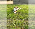 Small Photo #10 Beagle-Unknown Mix Puppy For Sale in Fort Worth, TX, USA