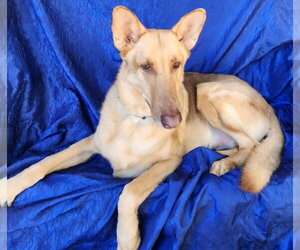 Ollie Montana - Male Gerberian Shepsky Dog for Adoption - Photo #3