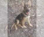 Puppy 1 German Shepherd Dog