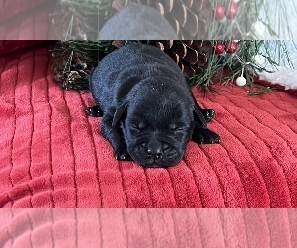 Medium Photo #2 French Bulldog-Goldendoodle Mix Puppy For Sale in LA VALLE, WI, USA
