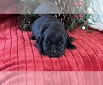 Small Photo #2 French Bulldog-Goldendoodle Mix Puppy For Sale in LA VALLE, WI, USA