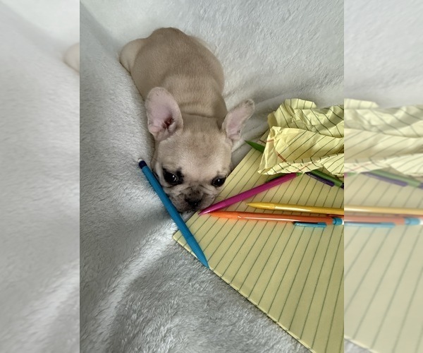 Medium Photo #7 French Bulldog Puppy For Sale in OPP, AL, USA