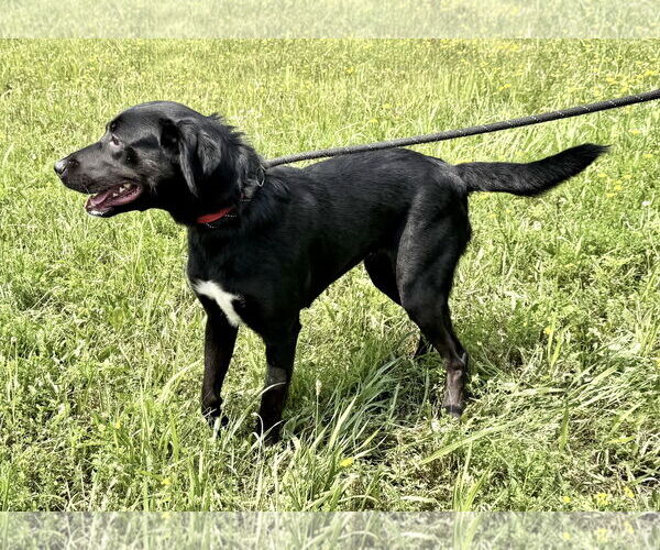 Medium Photo #3 Labrador Retriever-Unknown Mix Puppy For Sale in Pittsburgh, PA, USA