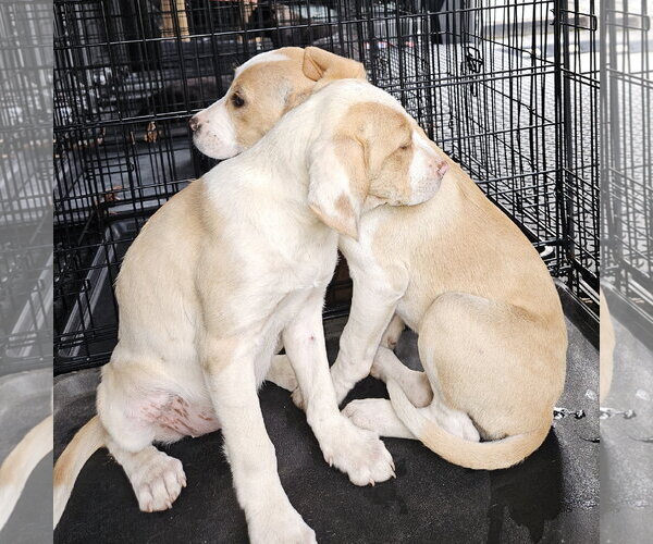 Medium Photo #2 Colonial Cocker Spaniel-Labrador Retriever Mix Puppy For Sale in Blairsville, GA, USA