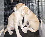 Small #1 Colonial Cocker Spaniel-Labrador Retriever Mix