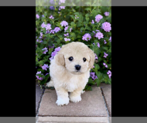 Poodle (Toy) Puppy for sale in GILBERT, AZ, USA
